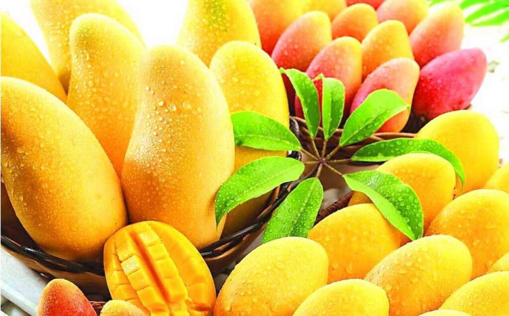 mangoes e1690285513829