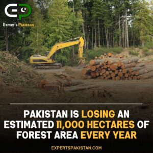 Pakistan Losing 11000 Hectors Forest Area Every Year