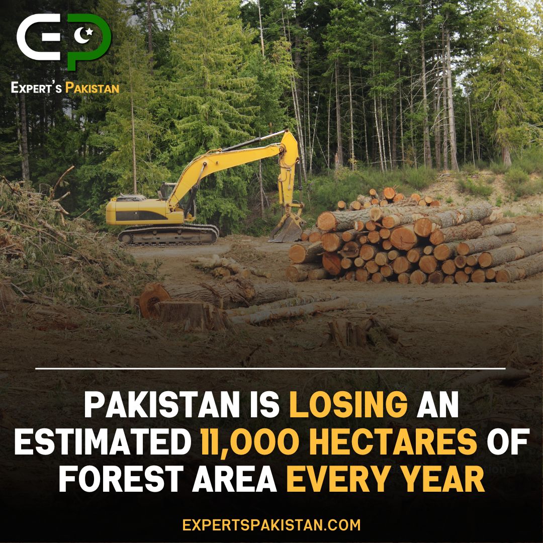 Deforestation